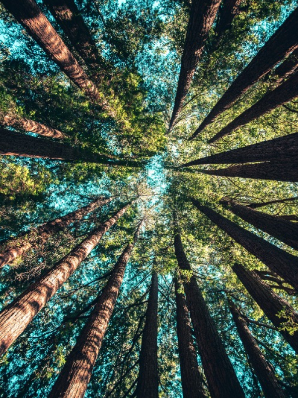 Trees 02